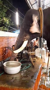 Pipe Water Drinking Elephant//Elephant Reels 16012023// #reelsfb // Colourful World 🌍 | Colourful World