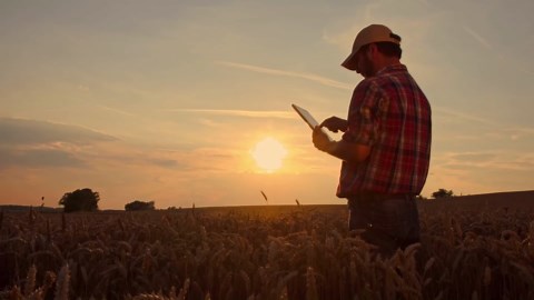 Owl Christmas Ornament – Owls Gift 2025, Owls Hanging Tree Decoration, Christmas Tree Ornament, Holiday Ornaments for Owl Lovers, Gift Exchange Ideas, Home Decor Accent, Xmas Gifts