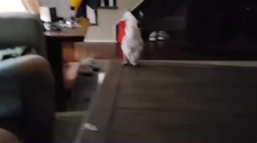 The other half of griffis Thriller by Michael Jackson | Griffi The Dancing Cockatoo