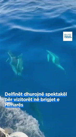 Delfinët dhurojnë spektakël për vizitorët në brigjet e Himarës