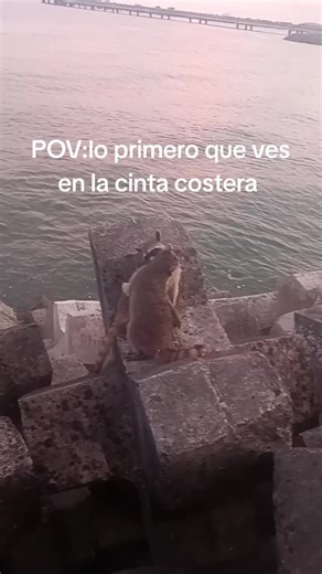 Explorando la Cinta Costera de Panamá