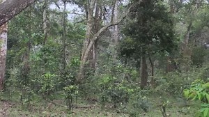 Technologie primitive : Construire des cabanes et maisons cachées dans la forêt