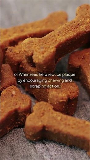 Best Dog Toothbrushes & Dental Treats – Keep Your Pup’s Smile Clean and Healthy