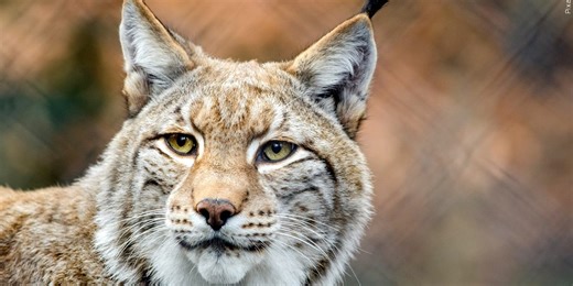 Trailhead east of Apache Junction reopens after bobcat attacks 3 hikers