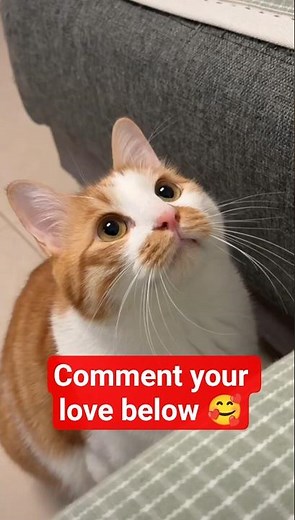 Hilarious Cat Makes the Funniest Face! 😂 Orange & White Kitty’s Viral Sneer