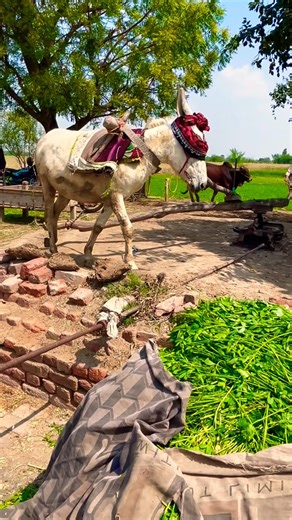 Heavy Speed Donkey With Grass Cutting Machine #shortvideo #viralshorts #shortsfeed