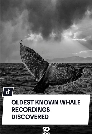 Oldest Whale Songs Discovered: Key to Underwater Communication