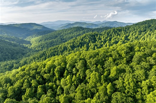 When You Die, These Organic Pods Can Turn You Into a Tree