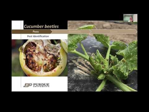 Protecting cucurbits for the long haul