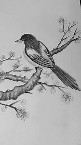 82K views · 1K reactions | How to draw a beautiful bird by pencil sketch #howtodraw #pencildrawing #draw #drawing #birddrawing | SSR Art's | Facebook