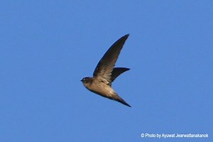 Himalayan swiftlet - Alchetron, The Free Social Encyclopedia