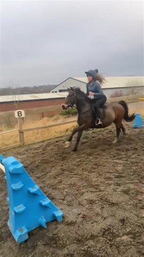 Barny the Welsh Pony: A True Jumping Champion