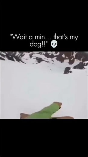 yo dog doing backflips😭 #dogs #fyp #funny #memes