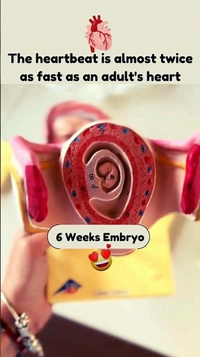 6 Weeks Baby Growing in the Womb 💕