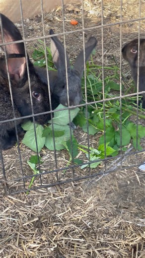 It’s a nice 67 degrees outside and the sun is shining. I put the gate up for the rabbits to get some air and to jump around. They’re closing in on being ready for homes which is bittersweet. This week we’re focusing on coming to kissy noises and being held. #bellhausfarmsllc #flemishgiant #checkeredgiant #pnw #homestead #4h #puyallup