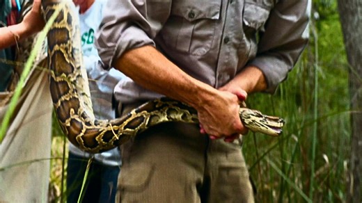 How Giant Pythons Became Florida’s Biggest Invasive Species | Human Footprint