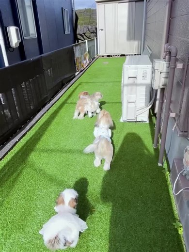 Find Beautiful Shih Tzu Puppies for Adoption