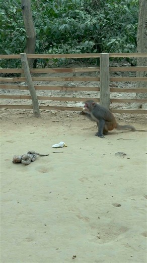 The monkey is scared after seeing a fake snake 😆