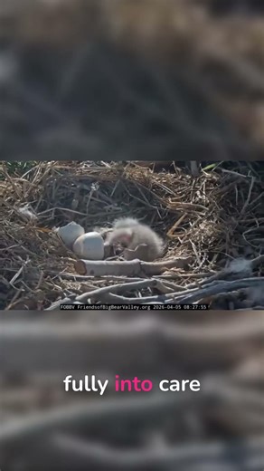When the Eagle Parents Finally Feed Baby one! #wildlife #nature #animals