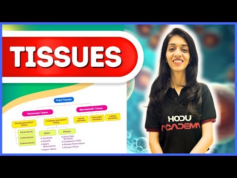 Tissues Class 9 Biology One shot | Plant & Animal Tissues, Meristematic & Permanent, Xylem & Phloem