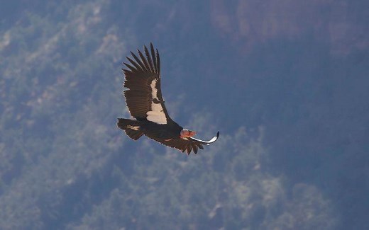 Cóndor de California: qué es, características, hábitat, reproducción