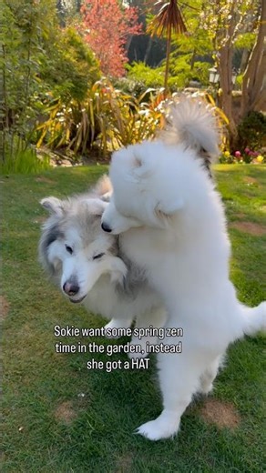 A fluffy problem interrupted Sokie’s spring sunbathing #samoyed #puppy #malamute