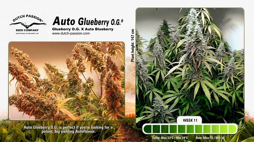 Auto Glueberry O.G.® Dutch Passion - Time Lapse of growing cannabis plant