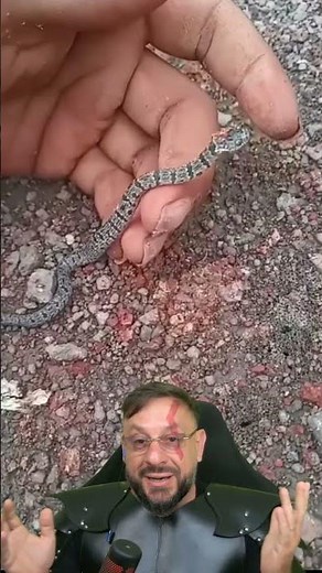 Colocou a mão na Jararaca? Não! É uma Papa-lesma Jararaquinha #biologohenrique #animais #biologo