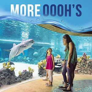 358 reactions · 129 shares | LIMITED-TIME OFFER: A FREE day at SeaWorld with amazing sealife and thrilling rides to wow everyone! Buy a 1-day ticket, get your 2nd day of excitement FREE. Good until 5/22/22! *Terms apply. | SeaWorld | Facebook