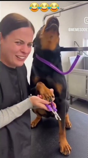 Dramatic dog getting his nails cut