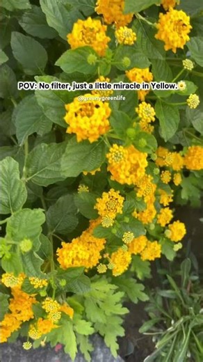 Yellow miracles🌼 #lantana #beautifulflowers
