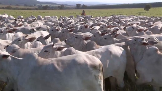 Pasto na seca: como garantir a nutrição eficiente das vacas?