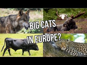 REWILDING EUROPE: Restoring the European Serengeti