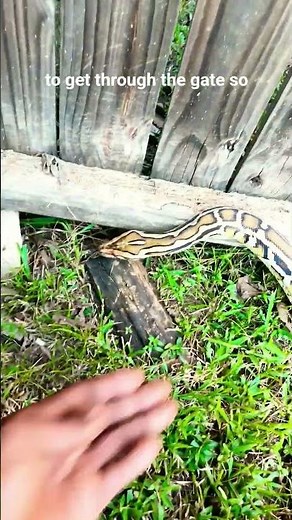 “The Truth About Burmese Python Behavior in Captivity!”