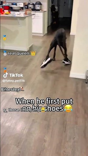 Dogs Try Shoes For The First Time And It's Hilarious!