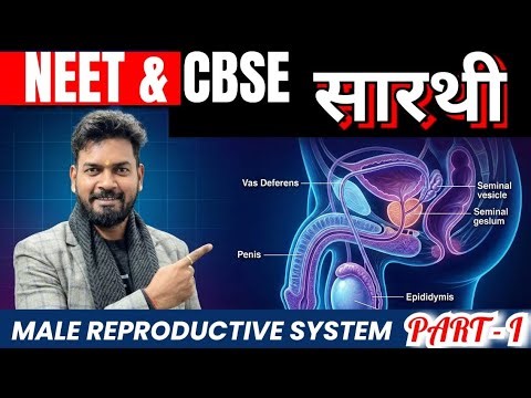 Male reproductive system class 12 and 10