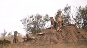 1.4K views · 26 reactions | Female cheetahs can give birth to up to 8 cubs at a time! Unfortunately, less than 5% of cheetah cubs make it to adulthood It's a harsh reality for these magnificent creatures. We need your help to protect cheetah mothers and their cubs, ensuring a brighter future for these vulnerable species. Learn more: https://bit.ly/4dxa8KK | Empowers Africa | Facebook