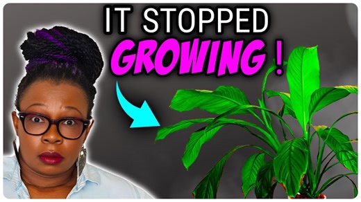 Avoid This Common Mistake When Repotting Root-Bound Plants | Boost Growth!