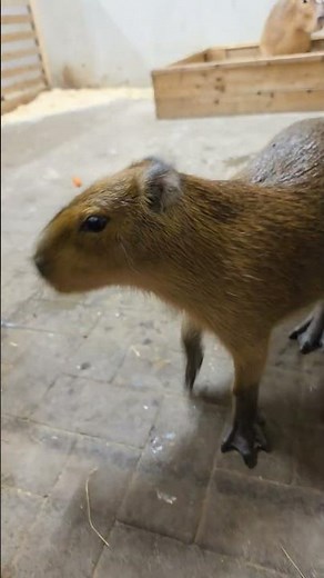 AWW Moment! 😍 Cutest Baby Capybara Ever — So Curious and Adorable!