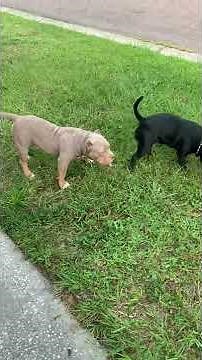 FemaleDog flagging and bleeding for male