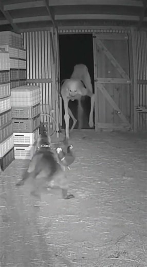 Pitbull Battles Creepy Creature Charging From the Front | Terrifying Night CCTV Footage