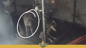 96K views · 1.3K reactions | 헩헶 헵헮헿 헲헻 헹헮헻헴헵헮헹혀헲혁 헻혆헵헲헱 헮혁 헱헲헹헲 헺헲헱...