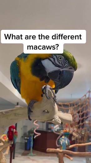 Exploring Different Types of Macaws