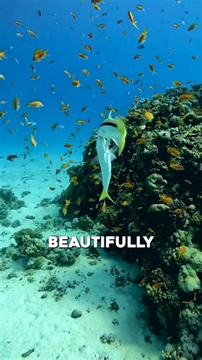 1K views | Near Hurghada, Egypt, two beautiful fish were caught on camera “dancing” together. Twirling in circles and sharing a gentle kiss, they looked like a couple completely in love. This adorable underwater moment shows that love can be found even in the tiniest corners of nature.  #UnderwaterLove #FishCouple #Hurghada #NatureMagic #AnimalMoments | Featheredsoul | Facebook