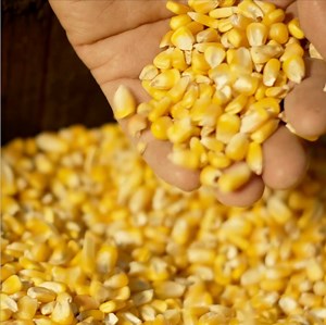 At Buffalo Trace Distillery they've been using the same process for making their award-winning bourbon for more than 200 years! Here’s a look at what goes in to making each batch - hats off to the team at Buffalo Trace Distillery. | Lazy Dog Restaurants