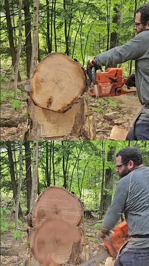 Husqvarna 372xp vs Holzfforma G395xp straight cut #chainsaw #power #speed