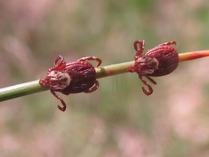 American dog ticks (Dermacentor variabilis), females