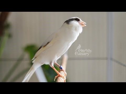 🔴 Faça seu canário chilrear instantaneamente com nosso melhor treinador de chilrear canário - PROVE