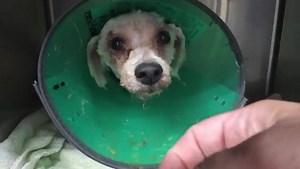 Poodle Attacked at the Animal Shelter! #AngelNation, the video is not graphic, but we must warn you the story will make you cringe. Meet Cicely. We saw this video today on a shelter’s rescue page and we stopped everything to help this dog. Cicely came into the animal shelter yesterday. Completely matted, filthy, nails as long as her foot, completely thrown away and uncared for by humans. Underneath all that mess of hair was a little toy poodle. A dog that hundreds of adopters want, but this girl