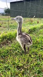 82K views · 7.2K reactions | Meet Frank(ie) our Rhea chick #rheachick #frankierhea #animalmagic | Caenhill Countryside Centre | Facebook